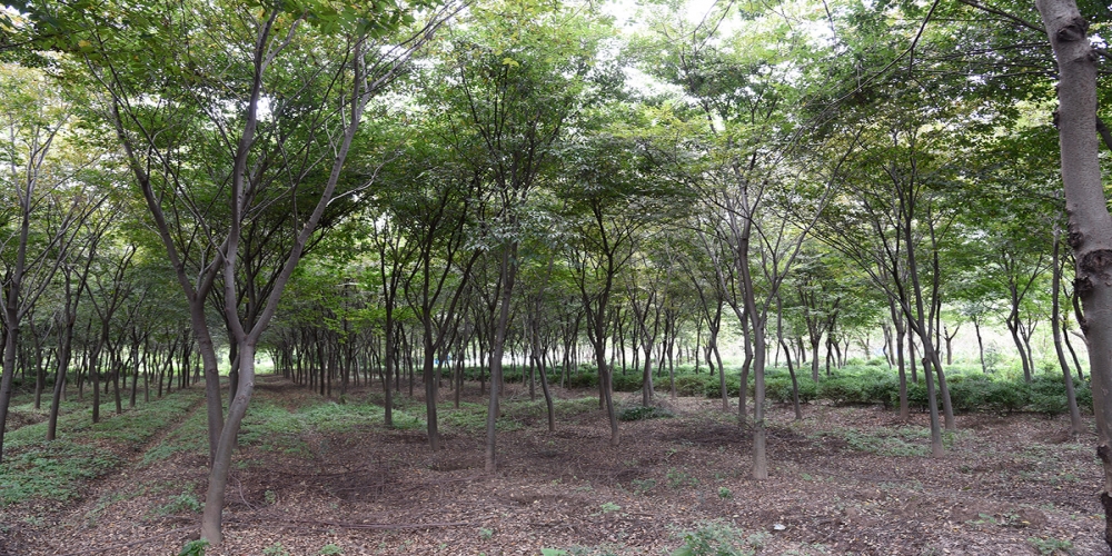 櫸樹(shù)
